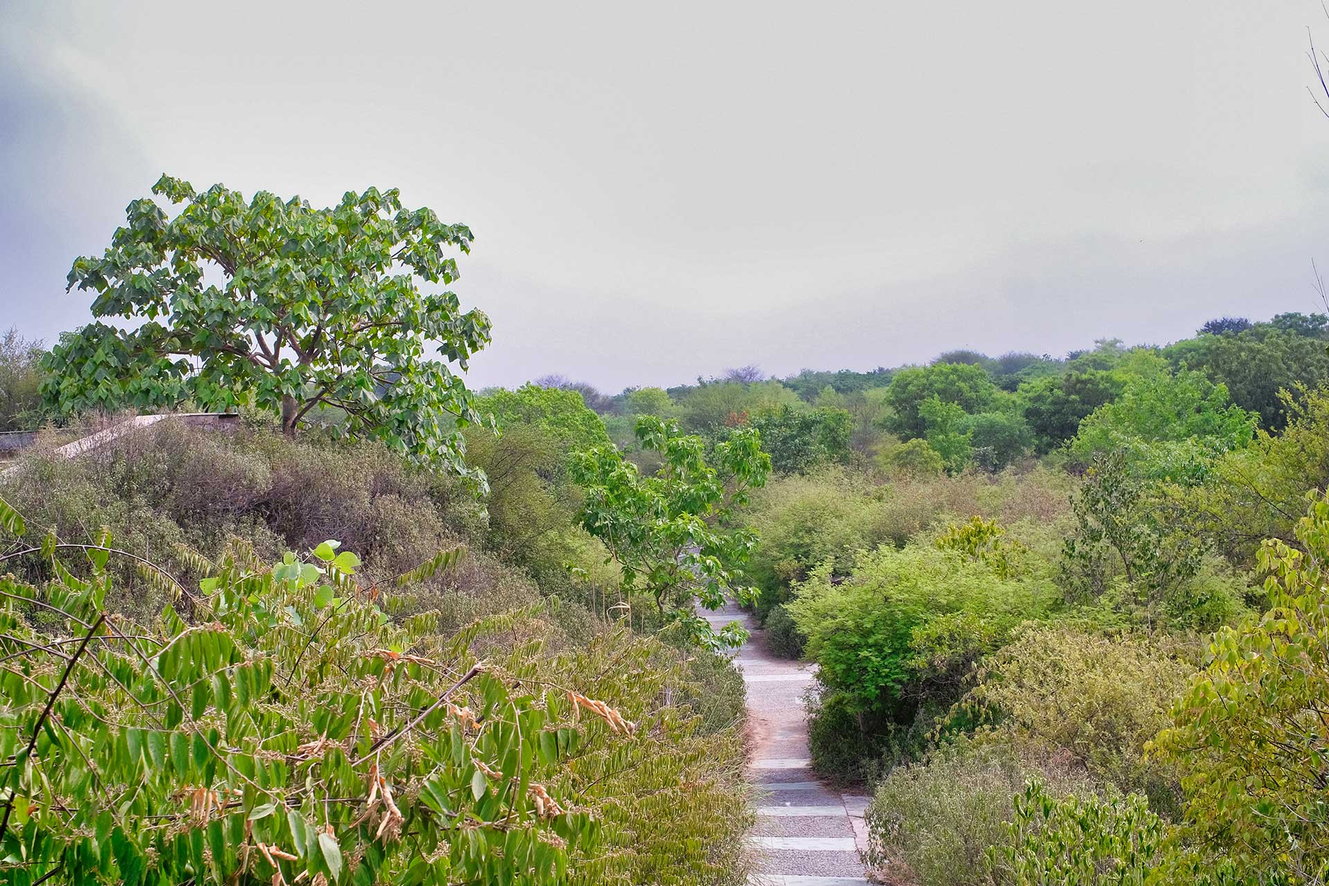 Aravalli Biodiversity Park